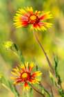 USA, Texas, Hill Country. Blooming gaillardia wildflowers. Art Print
